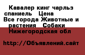 Кавалер кинг чарльз спаниель › Цена ­ 40 000 - Все города Животные и растения » Собаки   . Нижегородская обл.